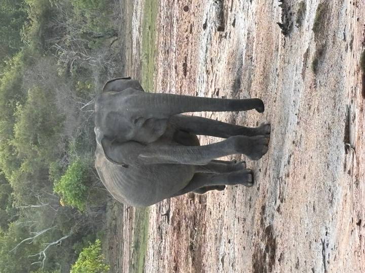 Elephant walking toward the camera across cracked dry earth