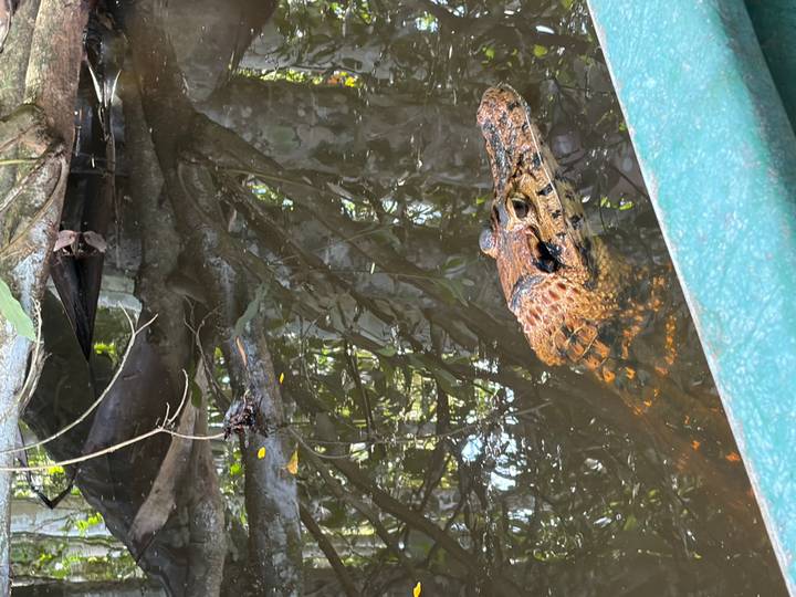 A caiman’s head surfaces beside a boat in murky jungle water.
