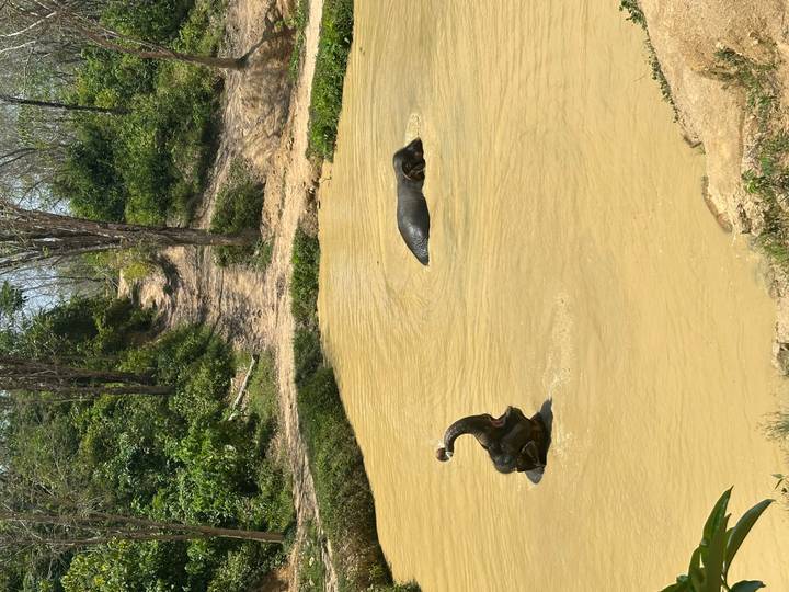 Two elephants bathe and play in a muddy watering hole surrounded by lush green jungle.