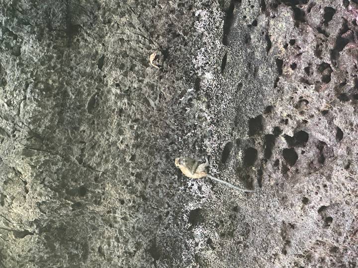 A lone monkey perches on a rugged volcanic cliff face pitted with holes and dark textures.
