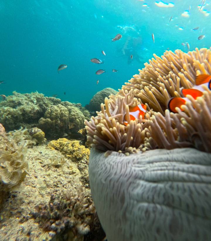 Underwater close-up of clownfish swimming among sea-anemone tentacles on coral reef