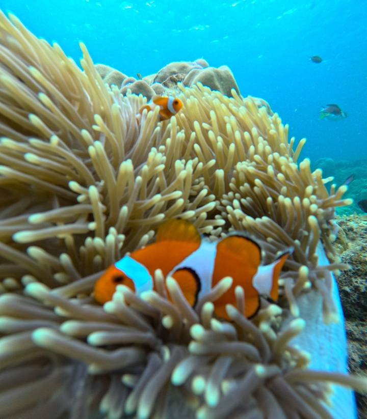 Close macro of clownfish nestled in beige anemone underwater