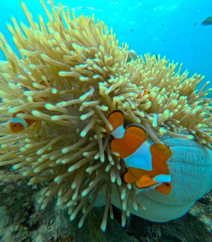 Close-up underwater shot of clownfish weaving through the tentacles of a sea anemone.