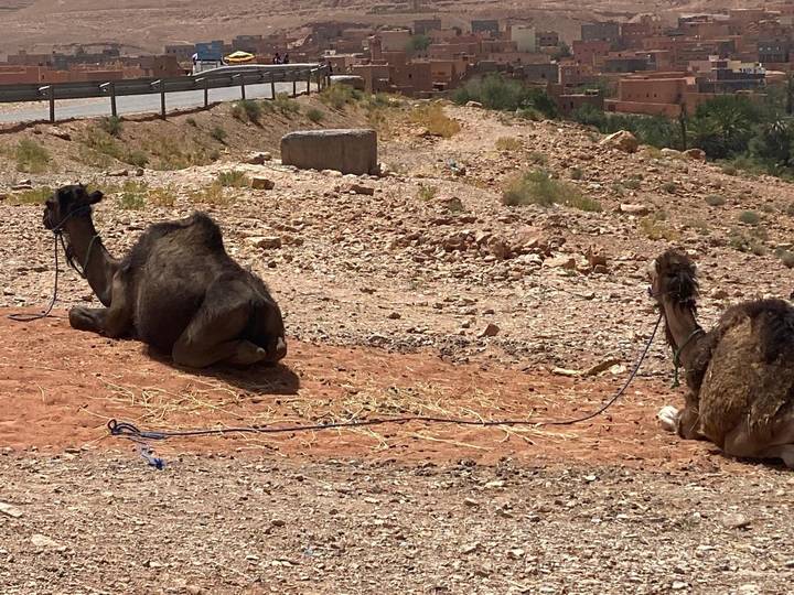 Two resting camels tethered on dusty roadside in arid landscape