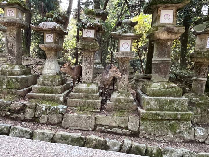 Two deer rest among ancient stone lanterns covered in moss within a shaded forest shrine setting.