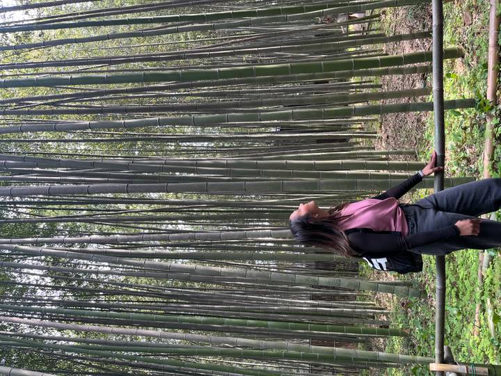 Traveler gazes upward amongst towering green bamboo stalks in Kyoto’s famous bamboo grove.