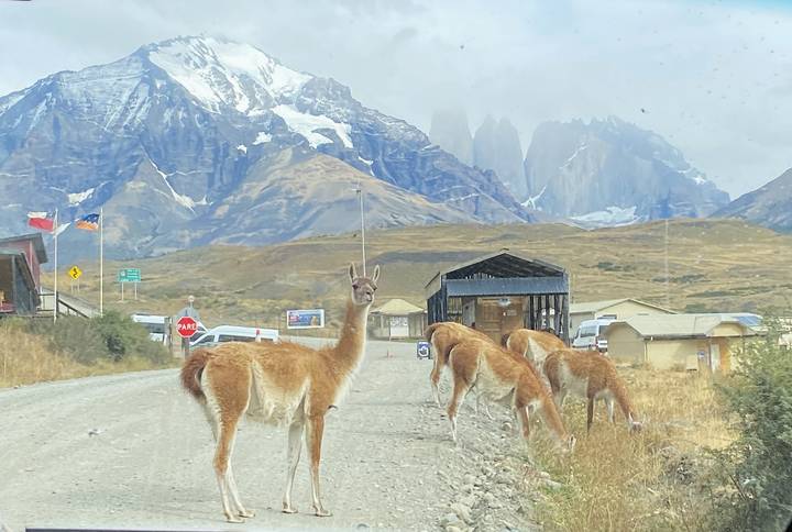 Guanacos cross a dirt road with the towering snow-clad Torres del Paine peaks rising sharply behind.