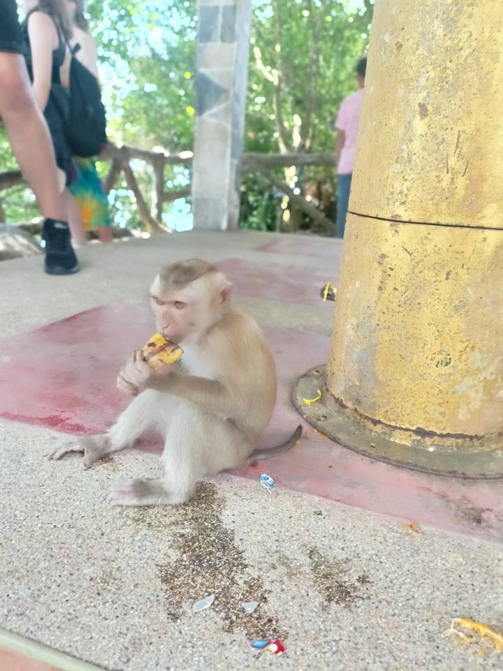 A young macaque monkey sits on a cement floor eating a piece of banana beside a gold-painted post.
