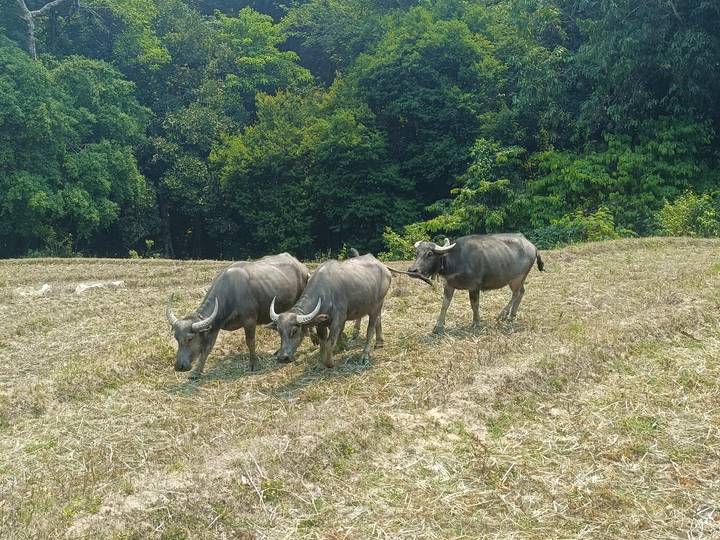 Three water buffalo graze on a harvested field with dense forest in the background.