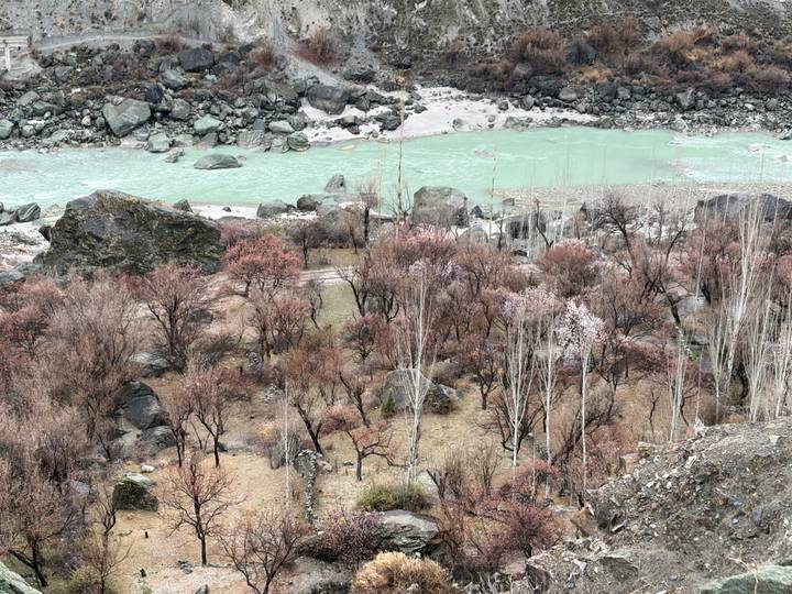 Aerial perspective of riverside trees with pink blossoms contrasting grey rocks