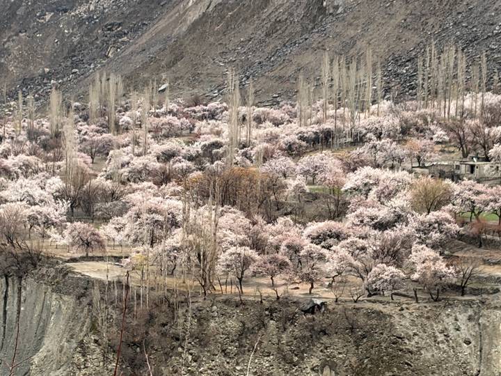 Hillside orchard of pale pink blossom trees densely covering the slope