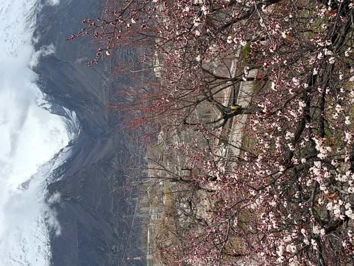 Pink apricot blossoms in foreground with snow-covered Karakoram peaks in misty background