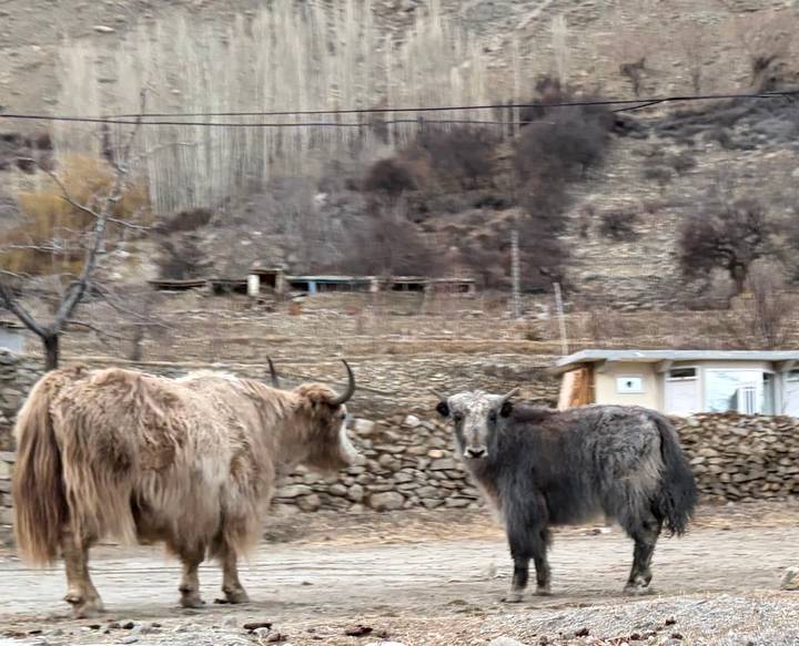 Two shaggy yaks standing on stony ground with blurred hillside village behind