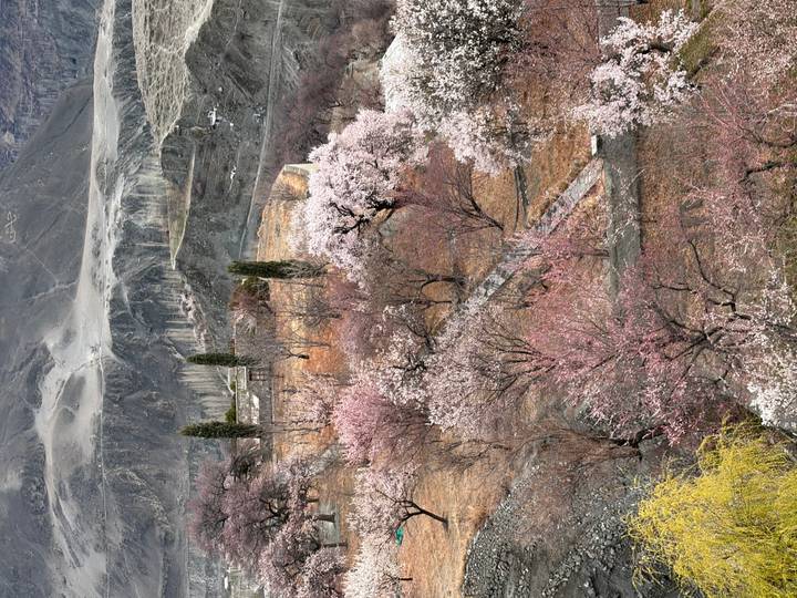 Mountain terrace dotted with pink flowering trees and stone walls in early spring