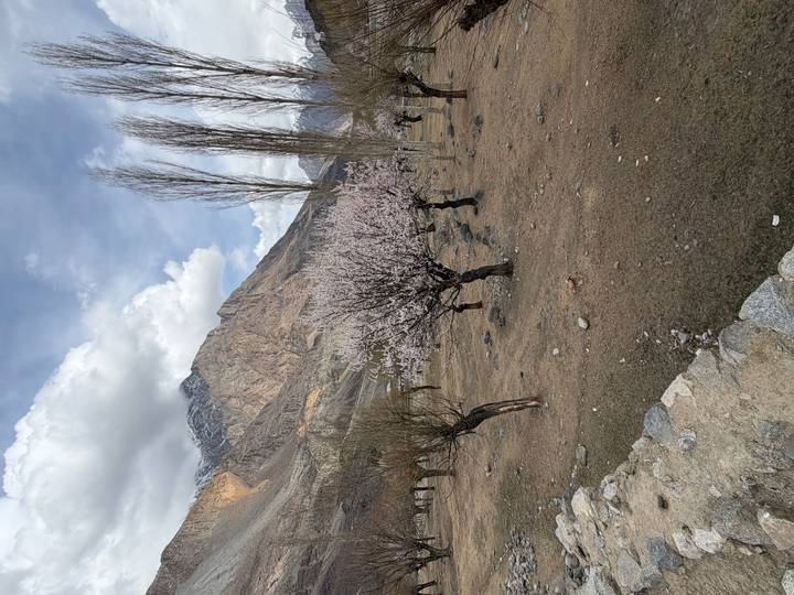 Blossoming apricot tree standing in a dry valley framed by tall poplars and rugged snow-dusted mountains.