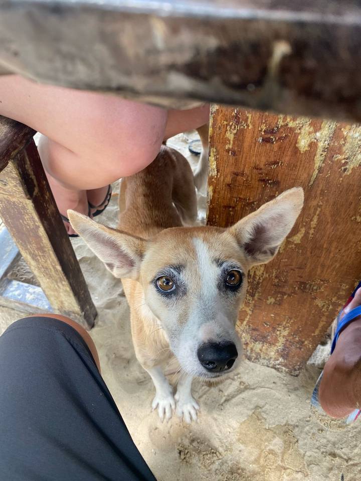 Close-up of friendly dog with wide eyes and large ears looking up from under a wooden bench beside a person’s legs.