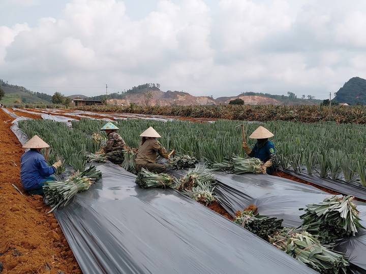 Farmers wearing conical hats harvesting crops in neat rows of fields under a cloudy sky.