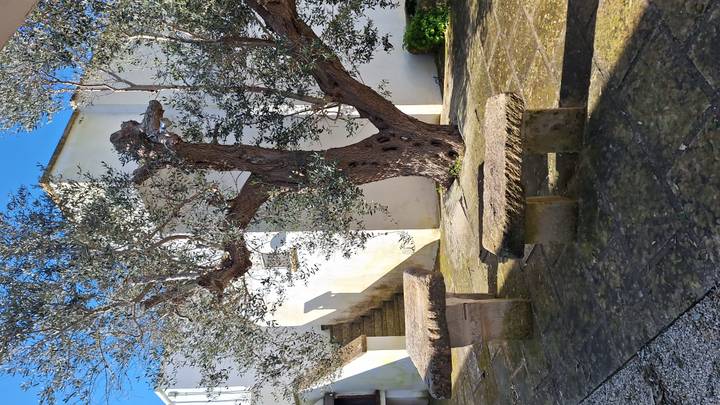 Sunlit courtyard with a gnarled olive tree and circular stone tables beside a whitewashed building.
