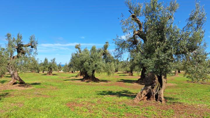 Expansive olive grove with ancient twisted trees and green grass beneath a bright blue sky.