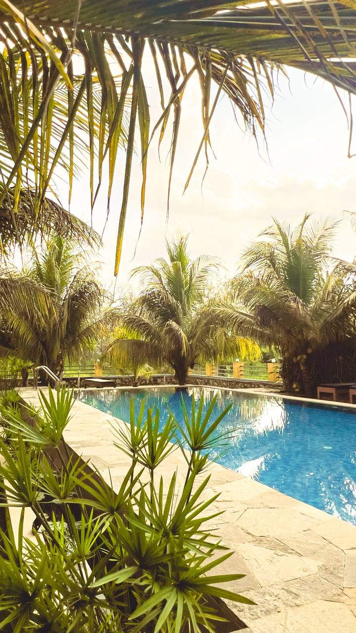 Small resort swimming pool framed by dense tropical palms in warm, filtered light