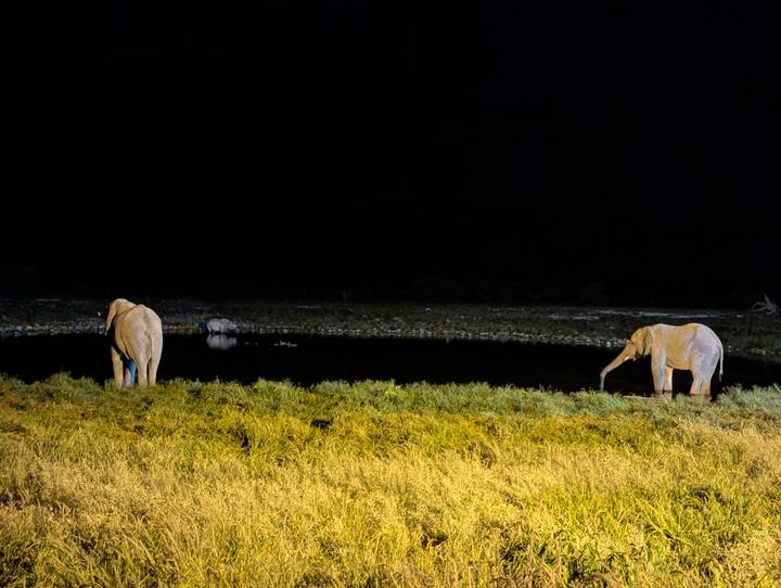 Two elephants drink quietly at a dimly lit waterhole against inky black night in Etosha.