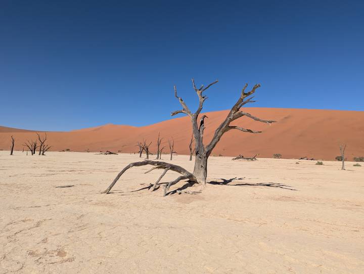 Bleached dead camel-thorn tree stands stark against cracked white clay pan and towering red dune in Deadvlei.