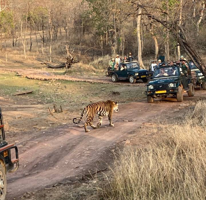 A Bengal tiger crosses a dirt track while safari jeeps full of excited tourists look on.