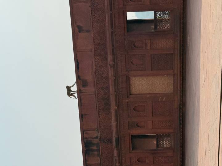 A lone monkey walks along the roofline of a red-sandstone Mughal building.
