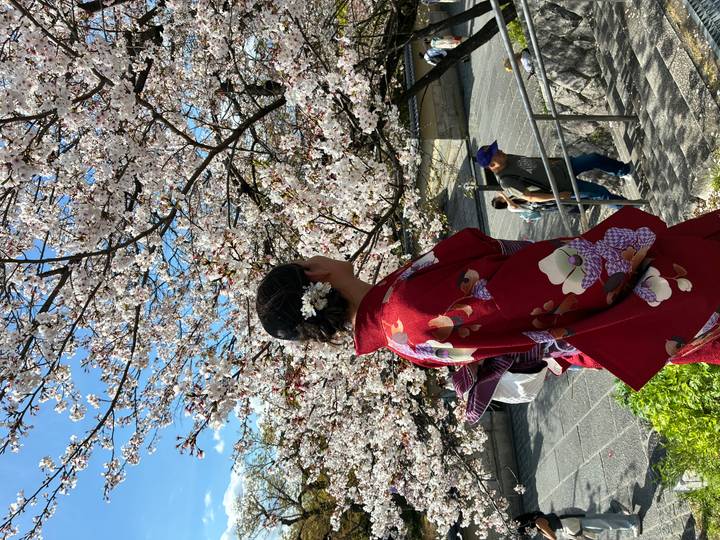 Woman in red kimono admiring full cherry blossoms while other visitors walk below