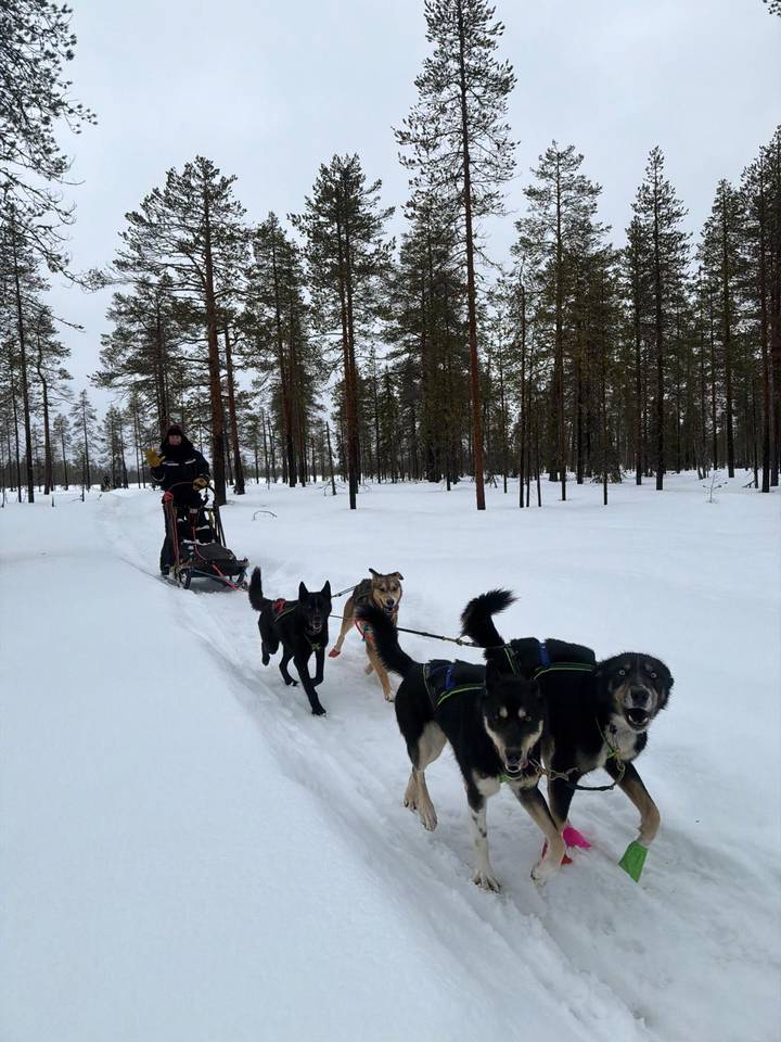 Musher guiding a team of huskies through a snowy pine forest trail