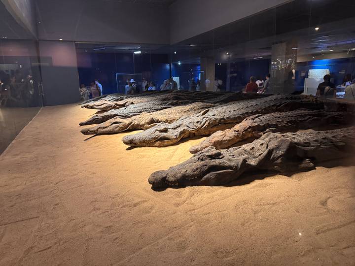 Row of mummified crocodiles displayed behind glass in Kom Ombo museum