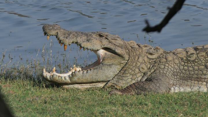 Close-up of a crocodile on grassy riverbank with jaws open beside rippling water.