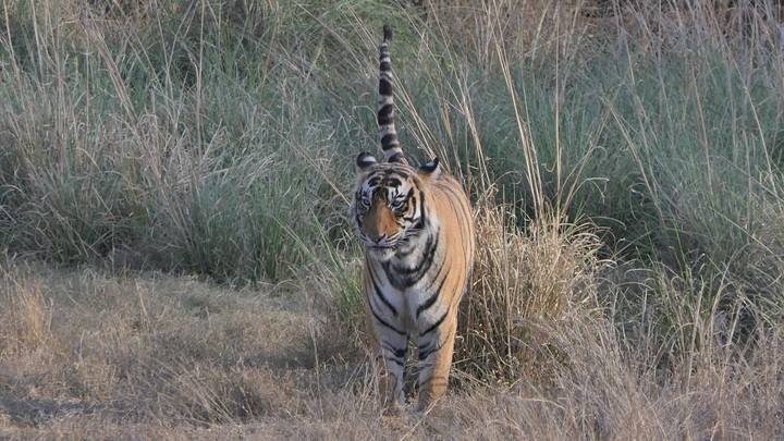 Front-facing Bengal tiger emerges from tall grass with tail raised, staring ahead.