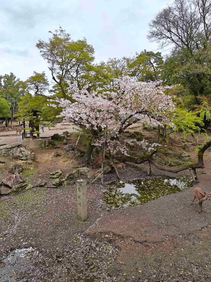 Cherry blossom tree in full bloom with deer and visitors wandering Nara Park’s garden.