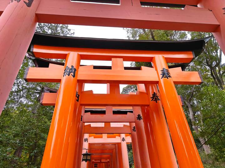 Line of vivid vermilion torii gates at Fushimi Inari Shrine stretching into the forest.