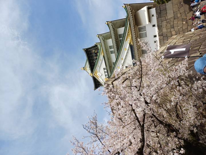 Osaka Castle rising above spring cherry blossoms against a lightly clouded sky.