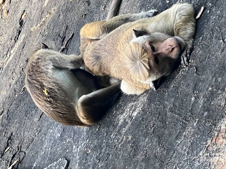 Two monkeys rest on a rock surface, one lying with head on paws.