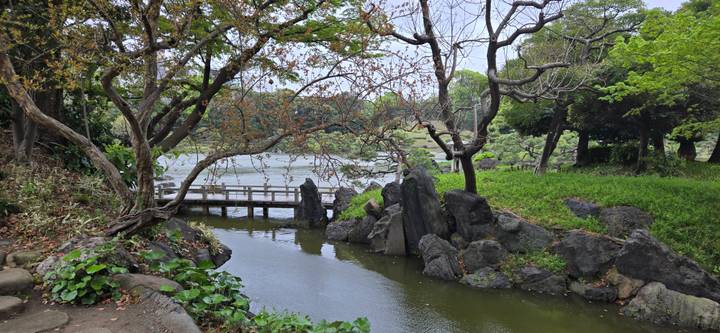 Serene Japanese garden pond with bridge and sculpted trees in spring foliage.