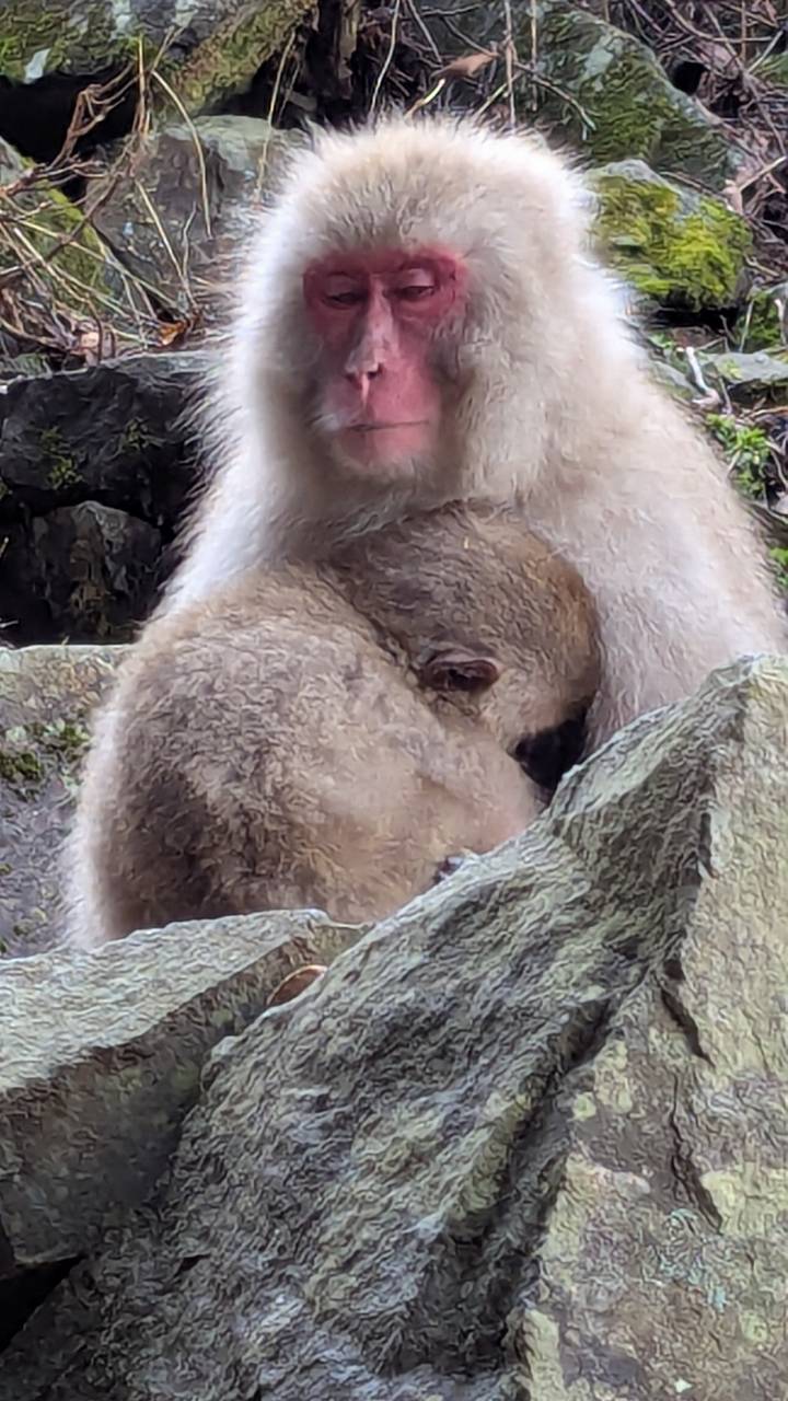Close cropped shot of a baby monkey nestled into an adult's fur.