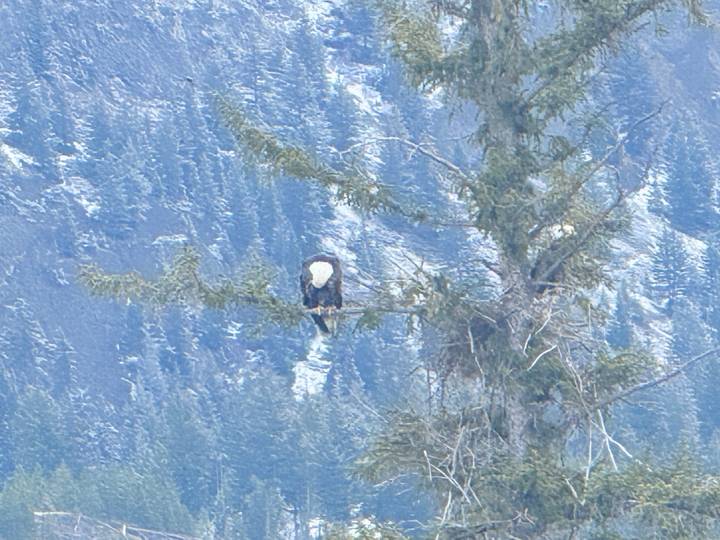 A distant bald eagle perches on a high tree branch against a backdrop of steep, snow-dusted mountains.