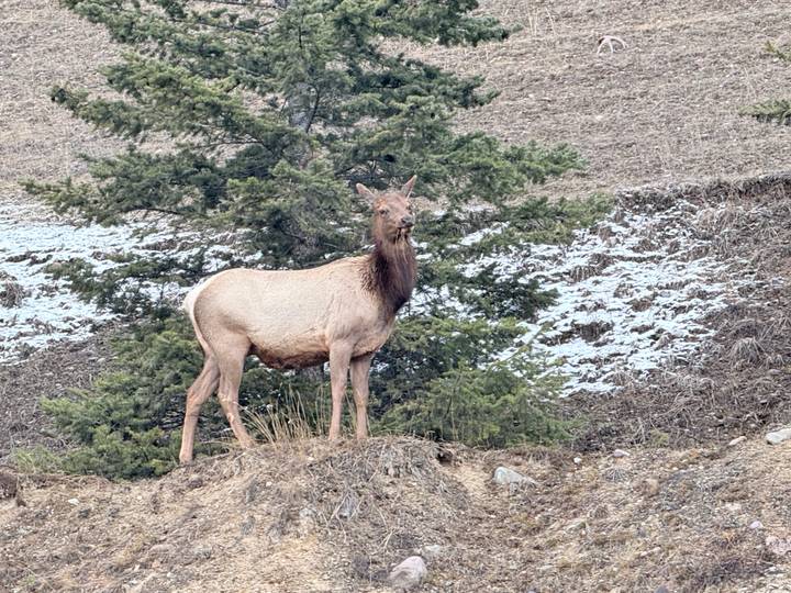 A lone elk stands alert on a rocky hillside with sparse snow and evergreens behind.