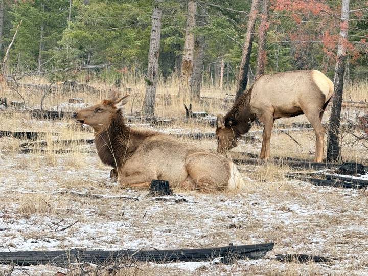 Two elk, one lying down and one grazing, rest among charred tree stumps with light snow on the ground.