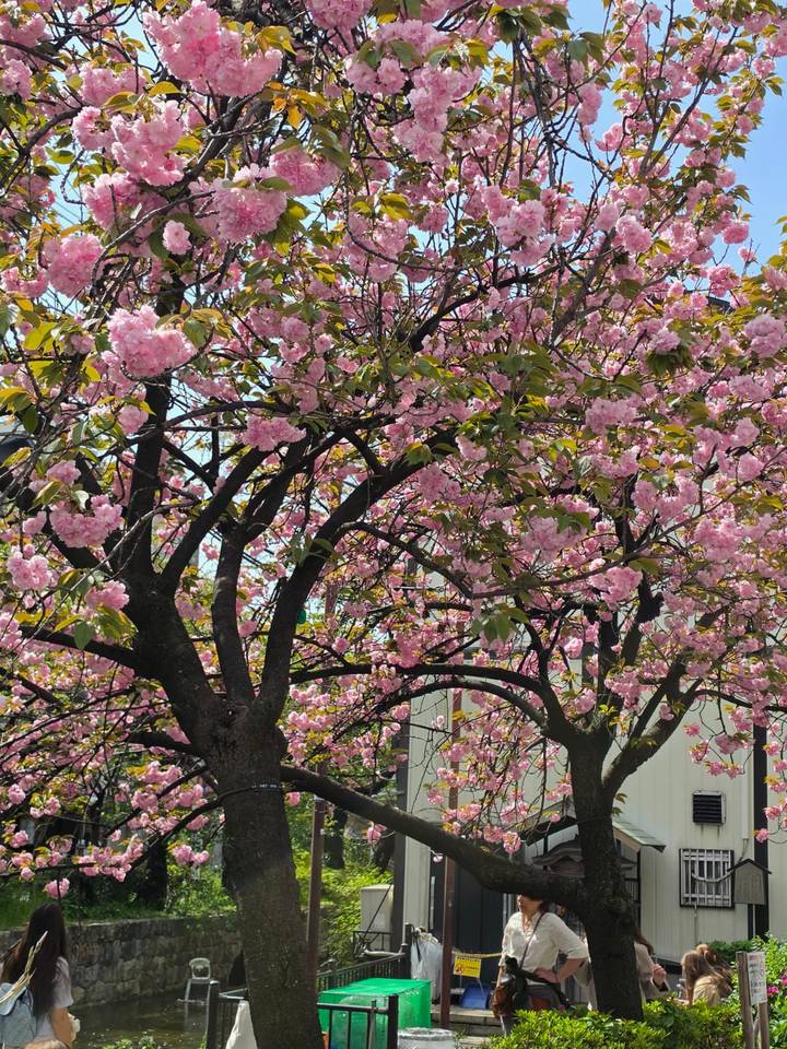Blooming cherry blossom tree filled with dense clusters of vibrant pink flowers against blue sky.