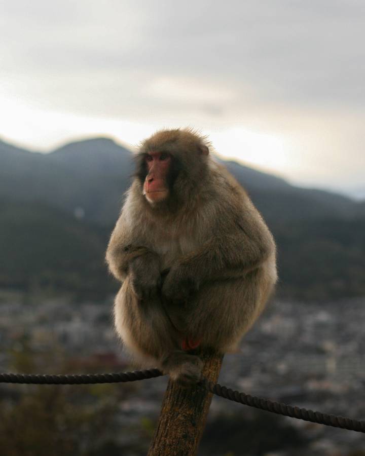 Close-up of Japanese macaque sitting with misty mountains in soft background light.
