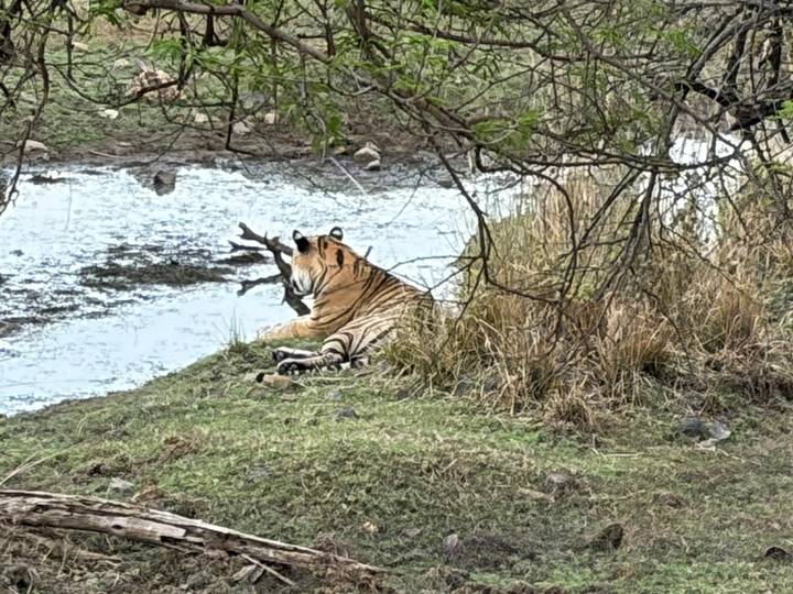 Wild Bengal tiger rests on grassy riverbank beside reflective waterhole in Ranthambore.