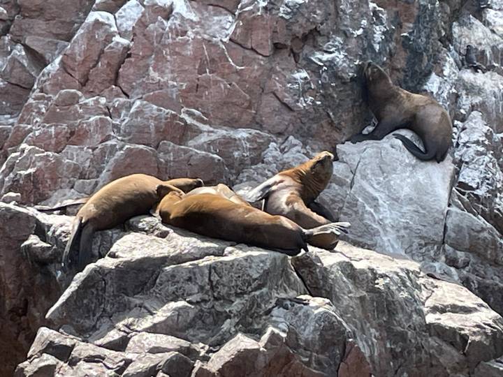 Group of sea lions lounging on rugged reddish coastal rocks with ocean spray marks.