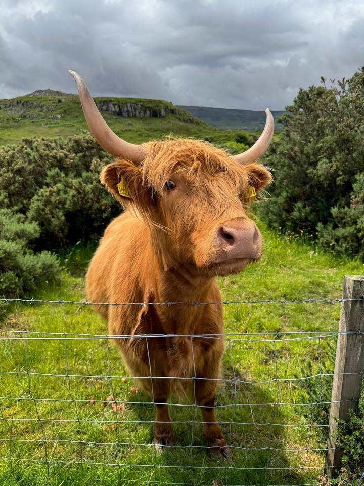 Close-up portrait of a shaggy Highland cow standing behind a wire fence in green pasture.