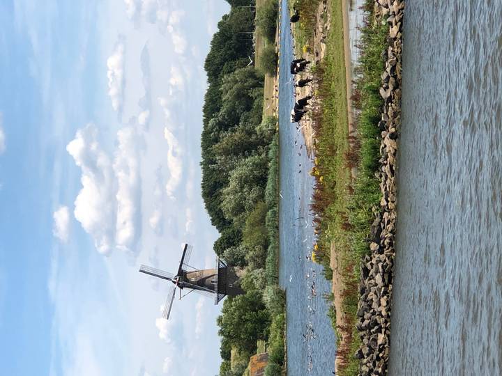 Traditional Dutch windmill beside a rural river with grazing cows and blue sky.