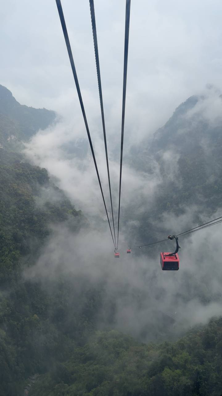 Red cable cars ascend through thick mist above a forested canyon.
