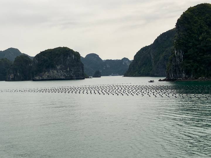 Calm emerald bay dotted with limestone karsts and rows of floating buoys under grey sky.